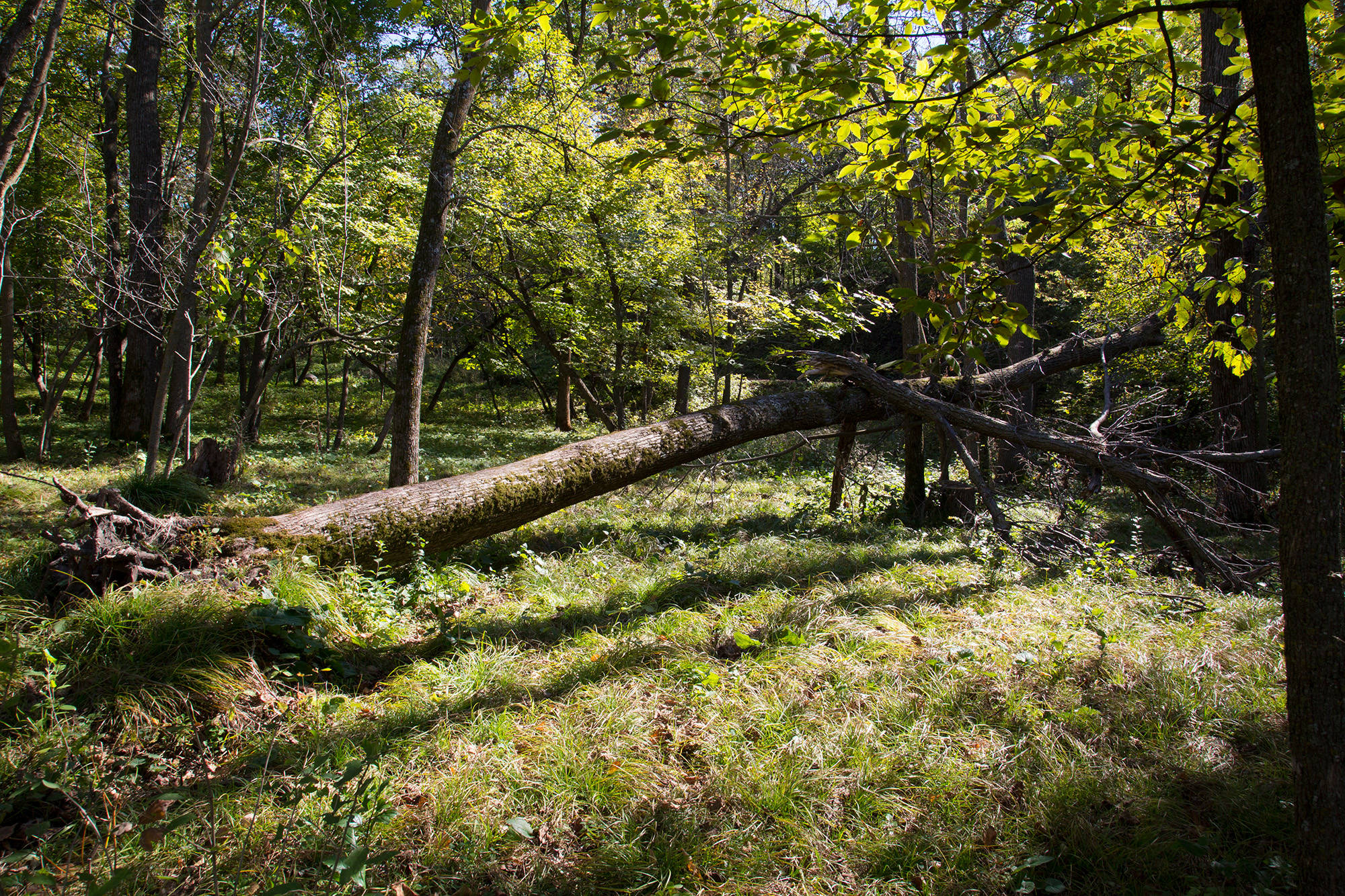 Ramsey Park Redwood Falls 10 A tree covered in green moss that has fallen in the woodland area at Ramsey Park with a beautiful golden light shining through the trees onto the clearing where the tree fell.