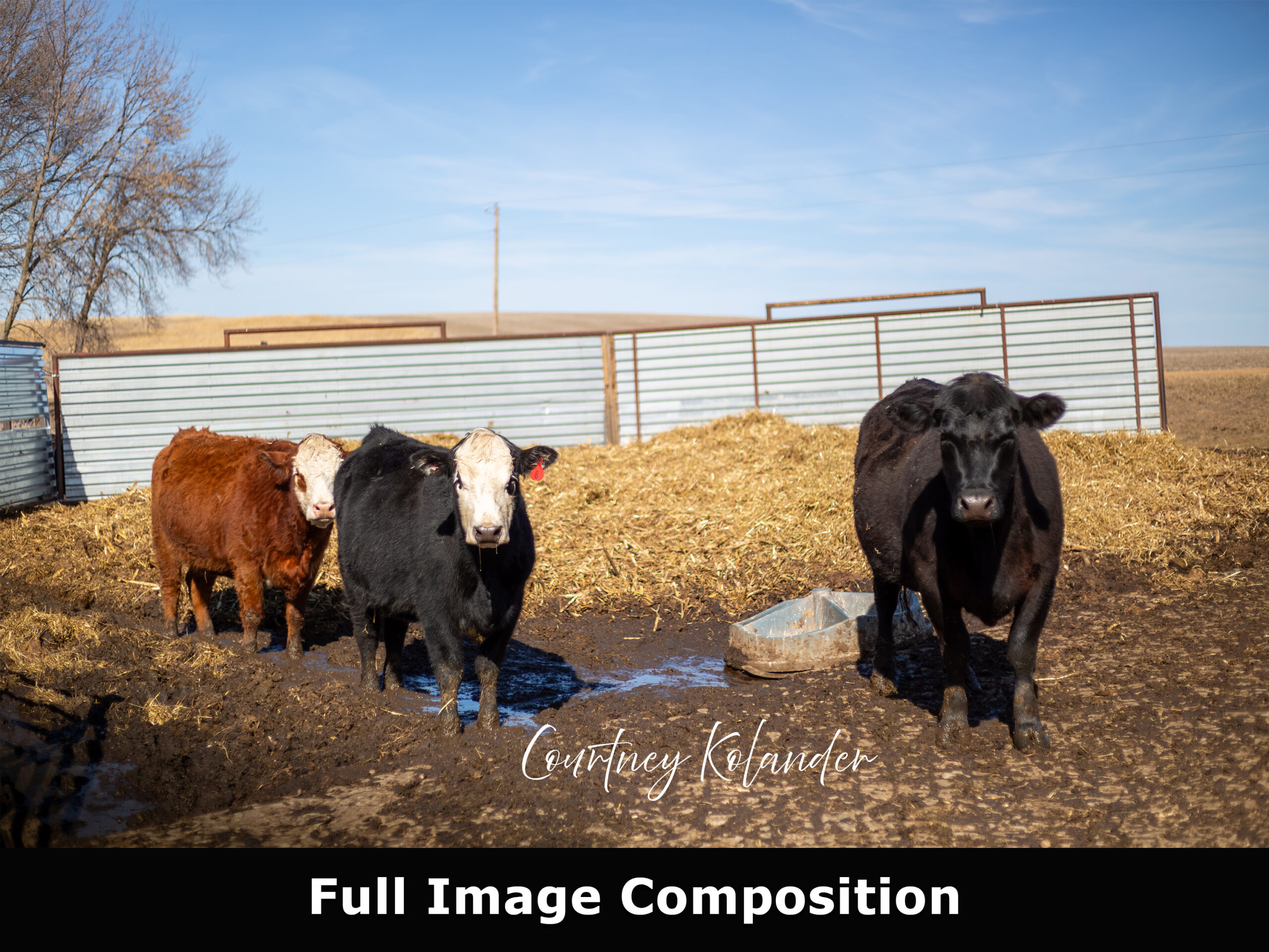 Cow Wall Art, Minnesota Farm Photo Print for Farmhouse Decor 3 Cow Wall Art, Minnesota Farm Photo Print for Farmhouse Decor - Image 3