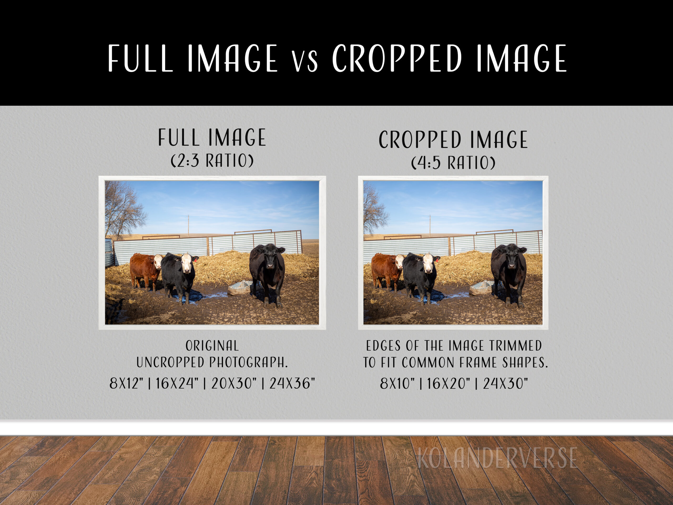 Cow Wall Art, Minnesota Farm Photo Print for Farmhouse Decor 9 Cow Wall Art, Minnesota Farm Photo Print for Farmhouse Decor - Image 9