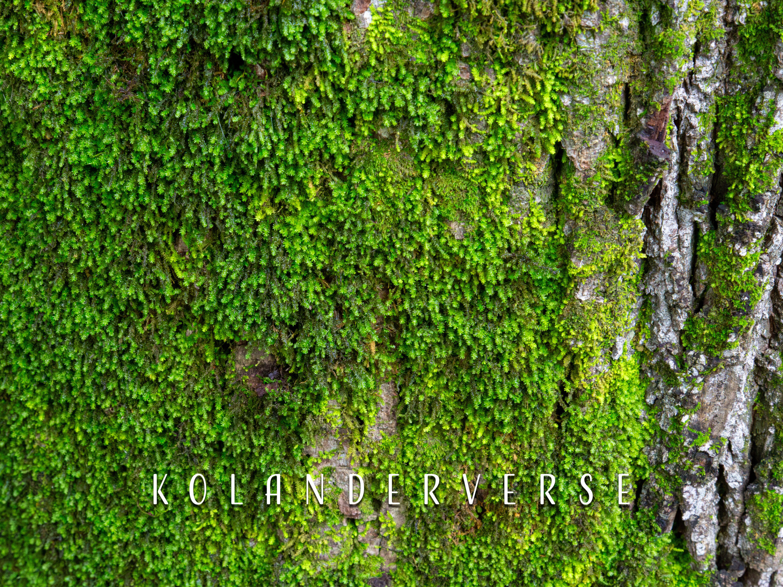 Moss Wall Art, Macro Tree Bark Photo Print for Cabin Decor
