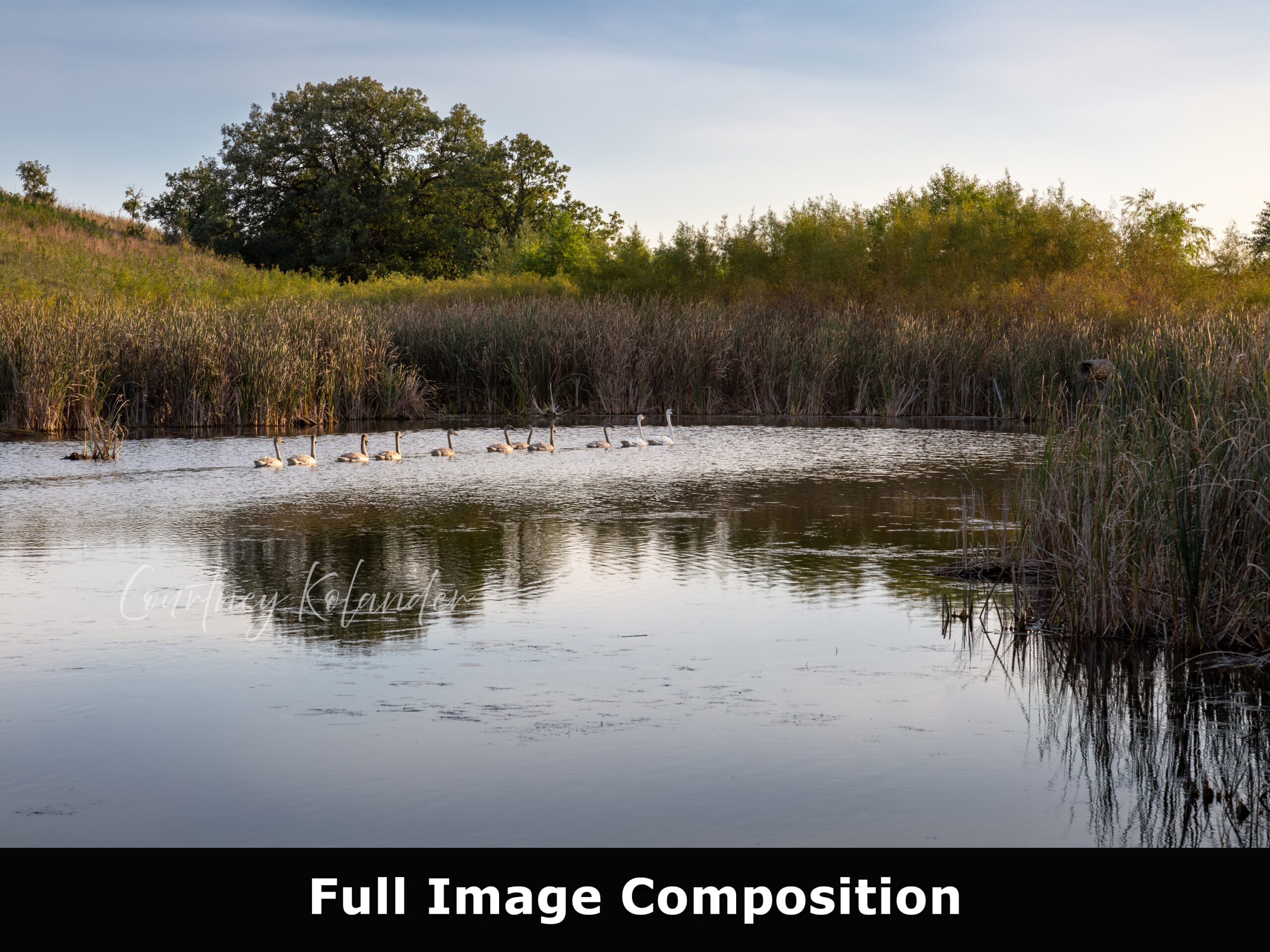 Full image of eleven trumpeter swans swimming in the protected wetlands photo print. A pair of white swans followed by their 9 gray young cygnets.