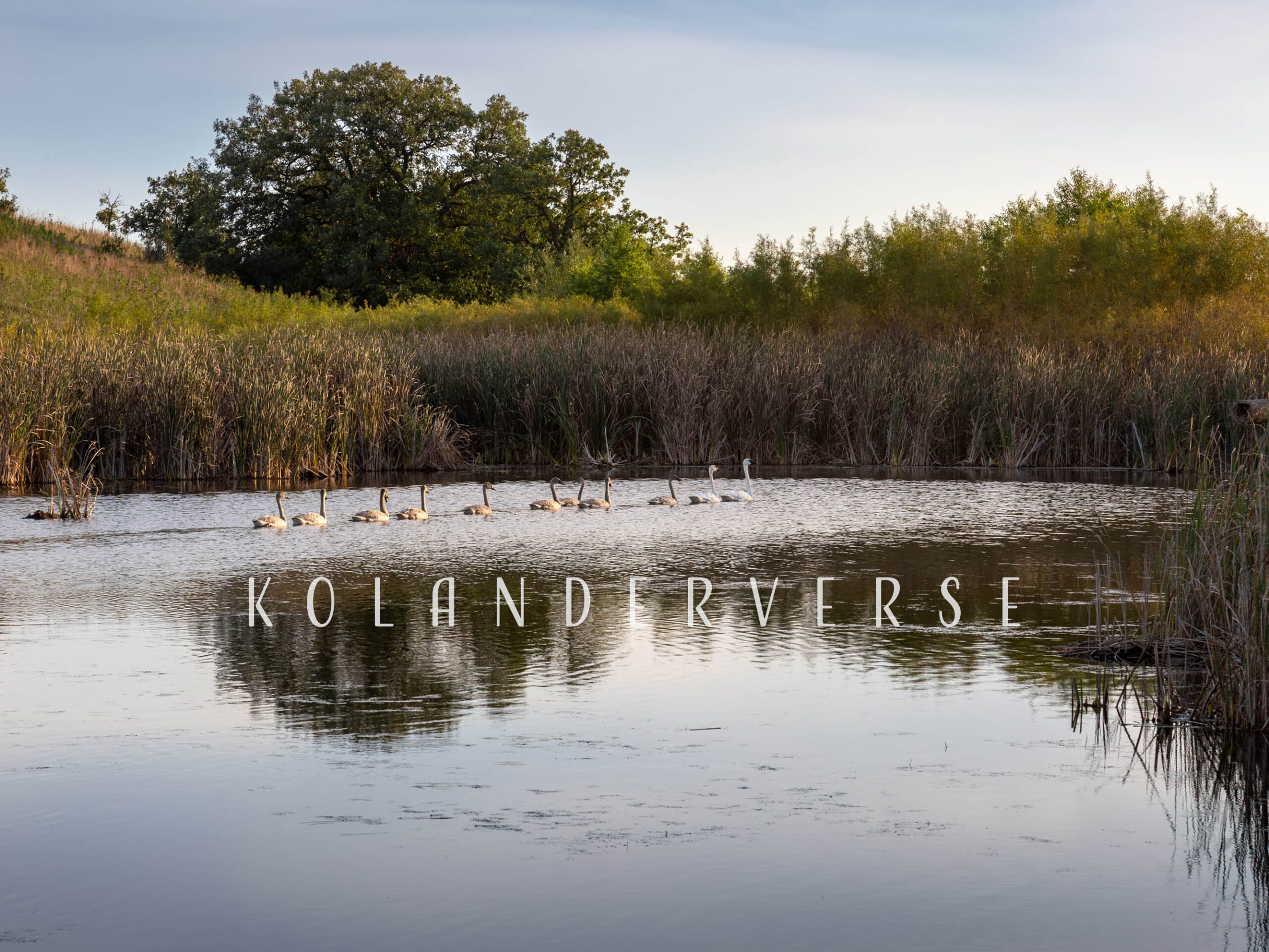 Photo of Eleven trumpeter swans swimming in the protected wetlands. A pair of white swans followed by their 9 gray young cygnets.