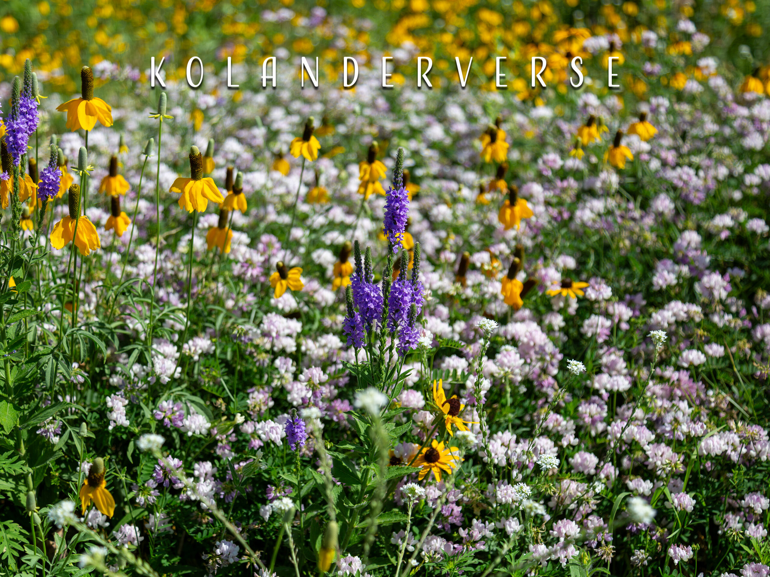 Minnesota Prairie Wildflower Print, Yellow Coneflowers with Purple Hoary Vervain Flowers