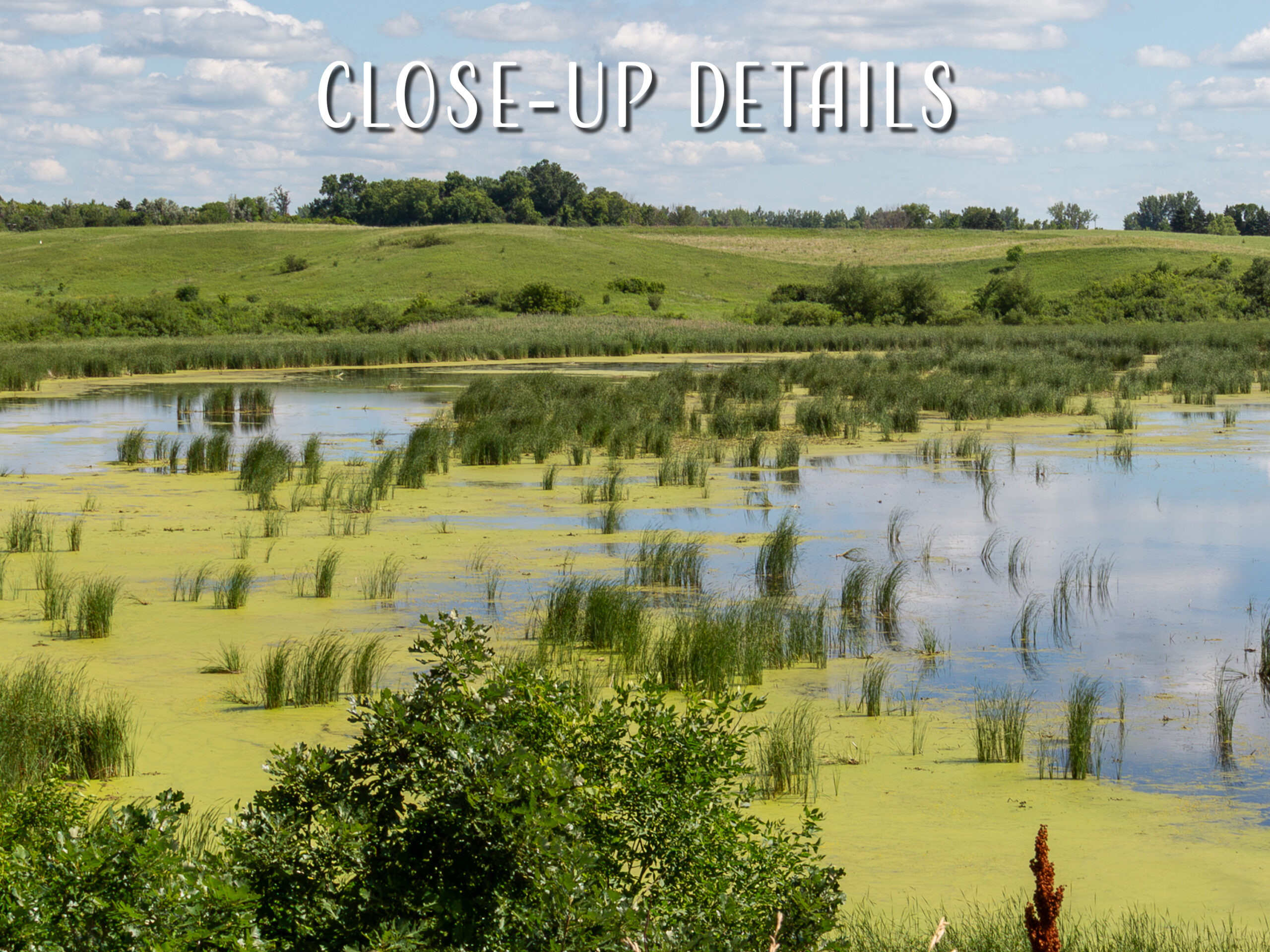 Wolf Lake Wetlands Summer Reflections, Minnesota Prairie Lakes Landscape 6 Wolf Lake Wetlands Summer Reflections, Minnesota Prairie Lakes Landscape - Image 6