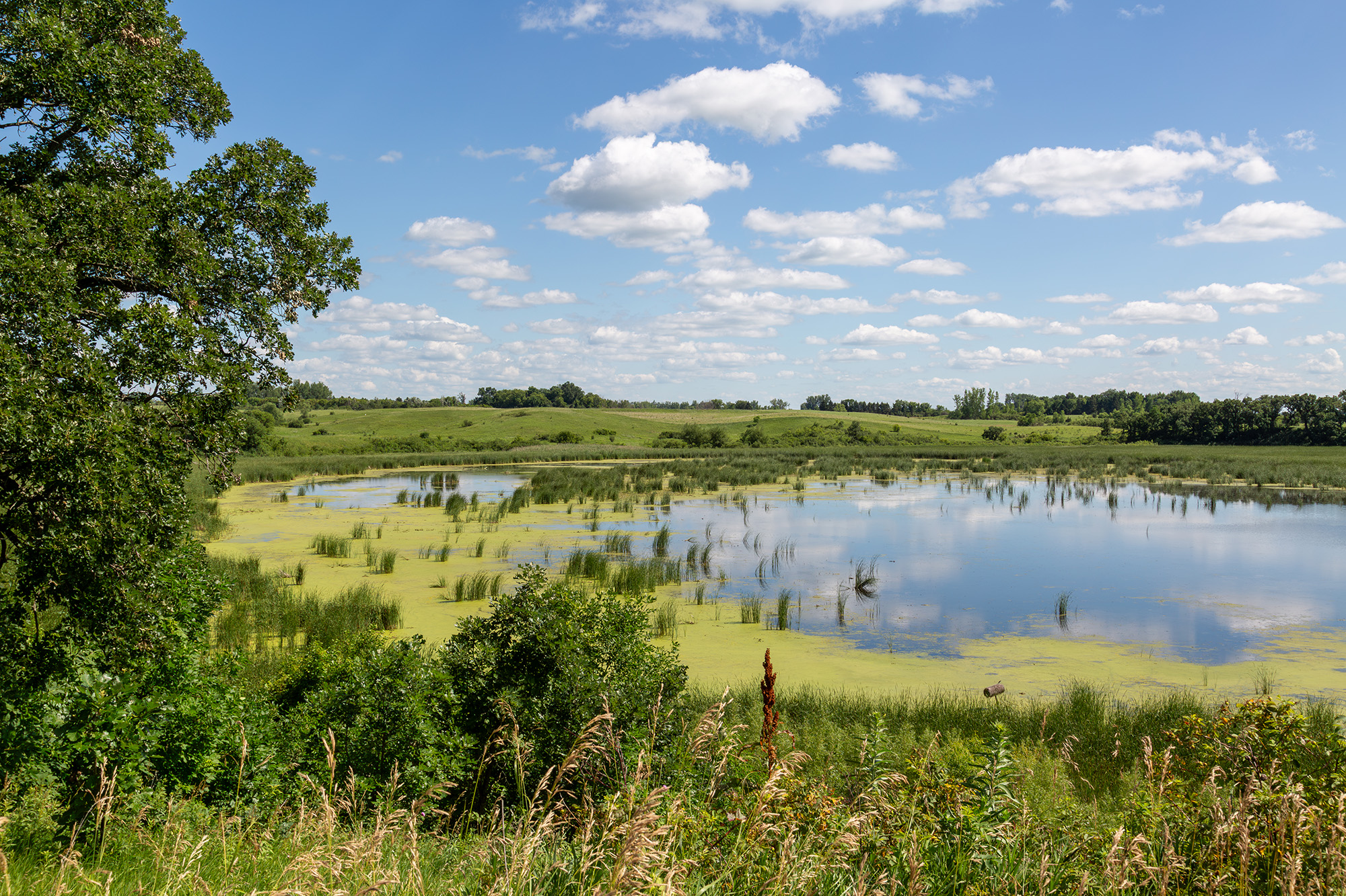 Prairie wetland lake in southwestern Minnesota. Surrounded by green vegetation, a tall oak tree, and a blue sky that is reflected in the still water.