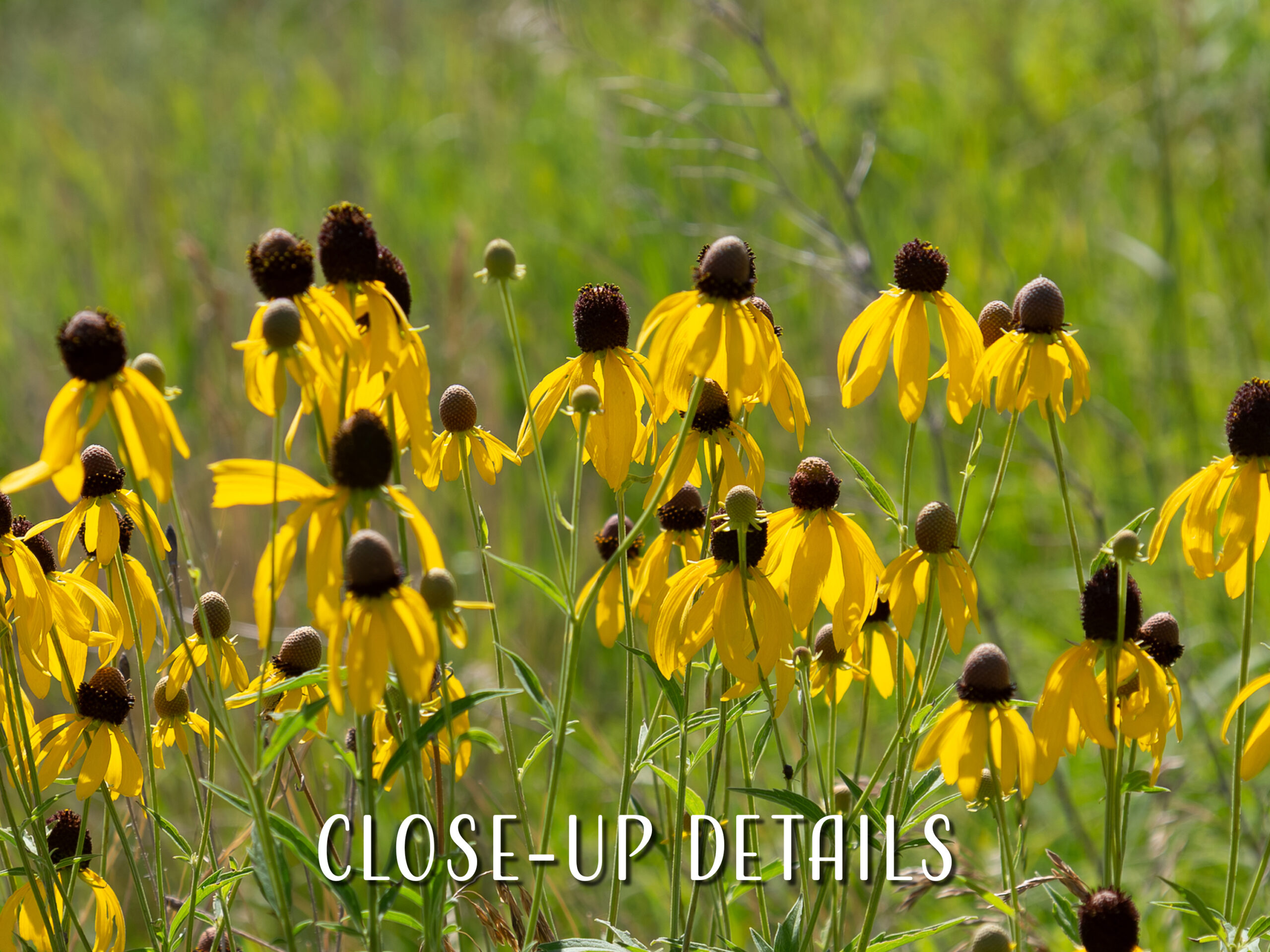 Yellow Coneflowers Photograph, Minnesota Wildflowers Wall Art 6 Yellow Coneflowers Photograph, Minnesota Wildflowers Wall Art - Image 6
