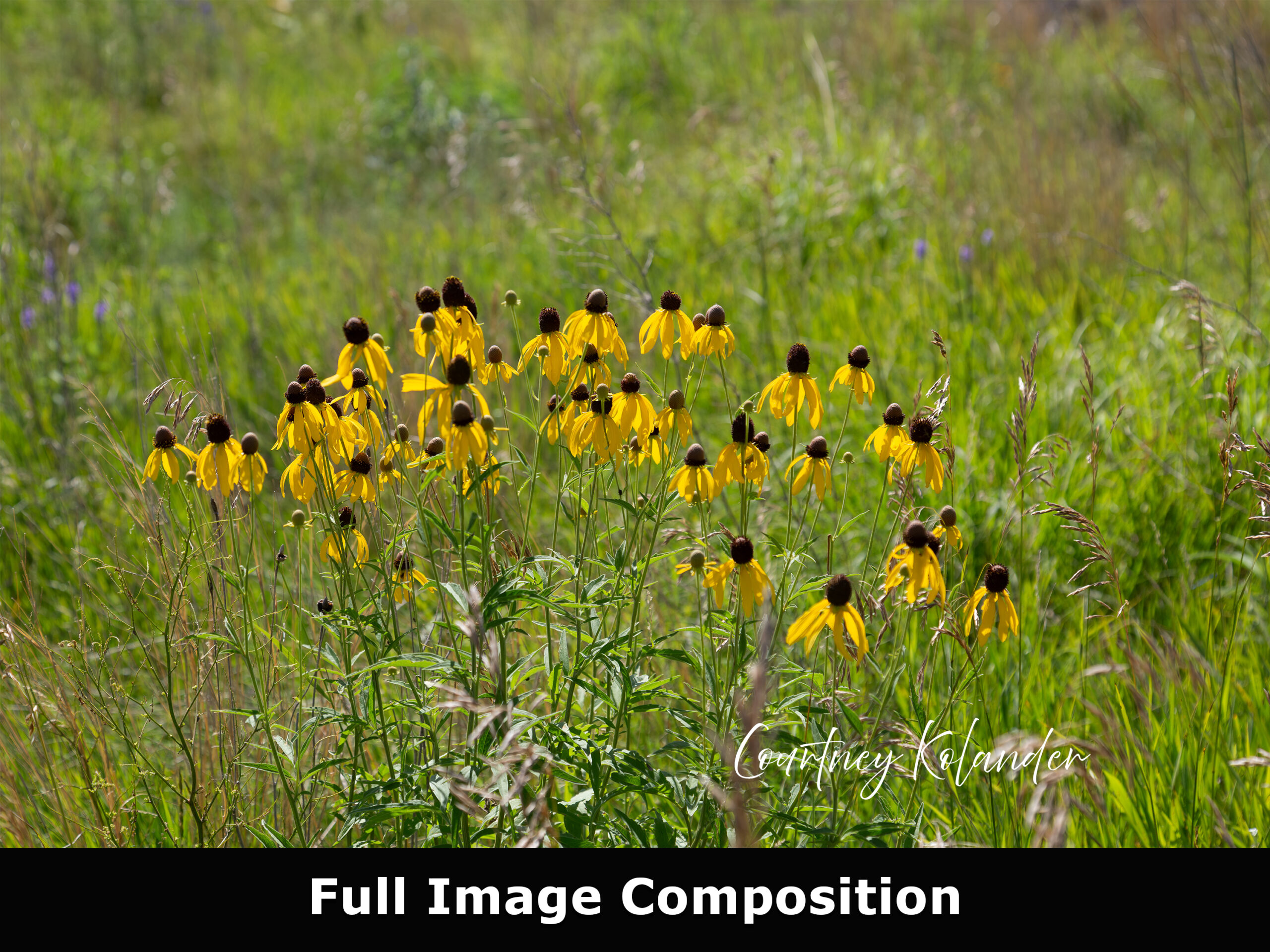 Yellow Coneflowers Photograph, Minnesota Wildflowers Wall Art 3 Yellow Coneflowers Photograph, Minnesota Wildflowers Wall Art - Image 3