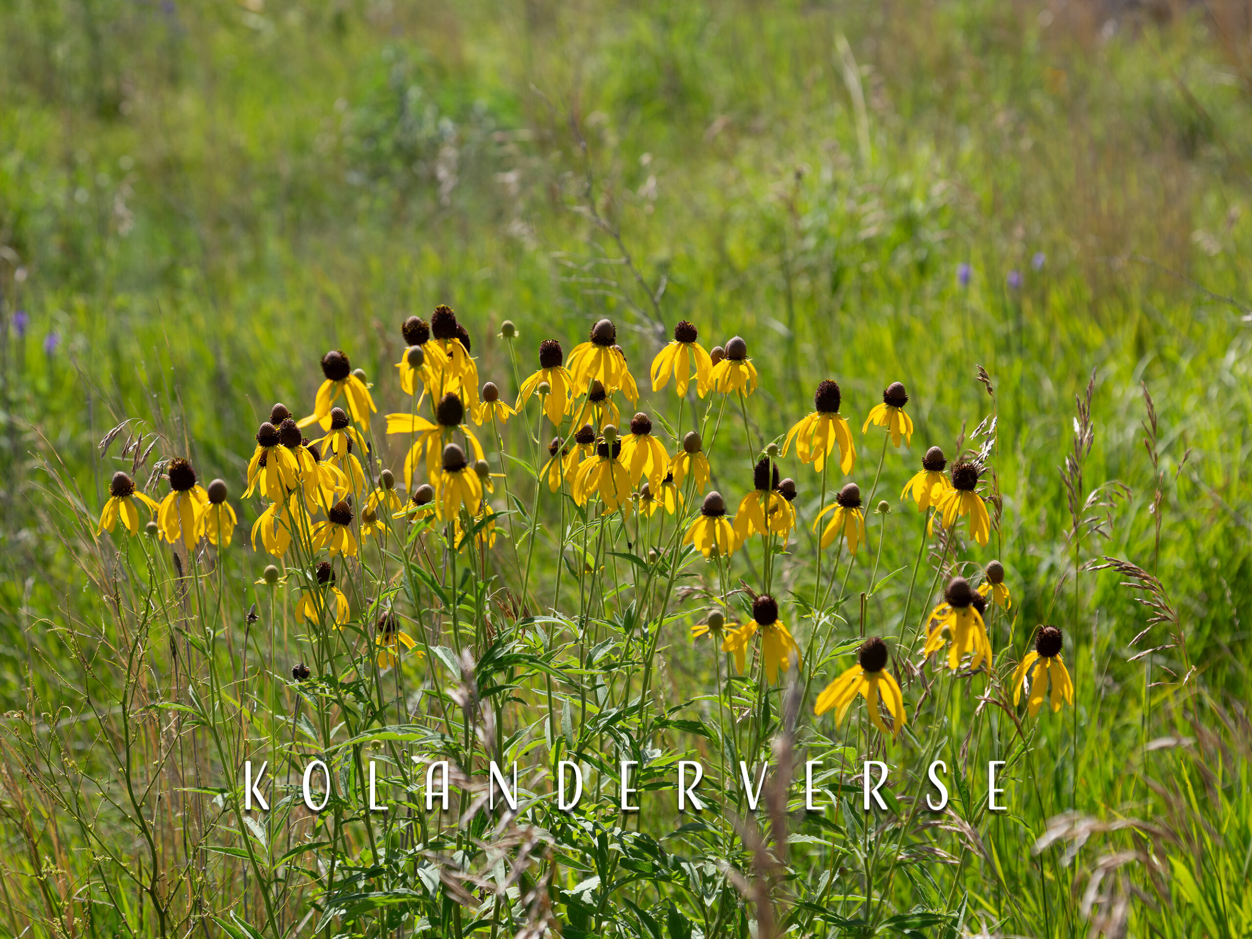 Yellow Coneflowers Photograph, Minnesota Wildflowers Wall Art