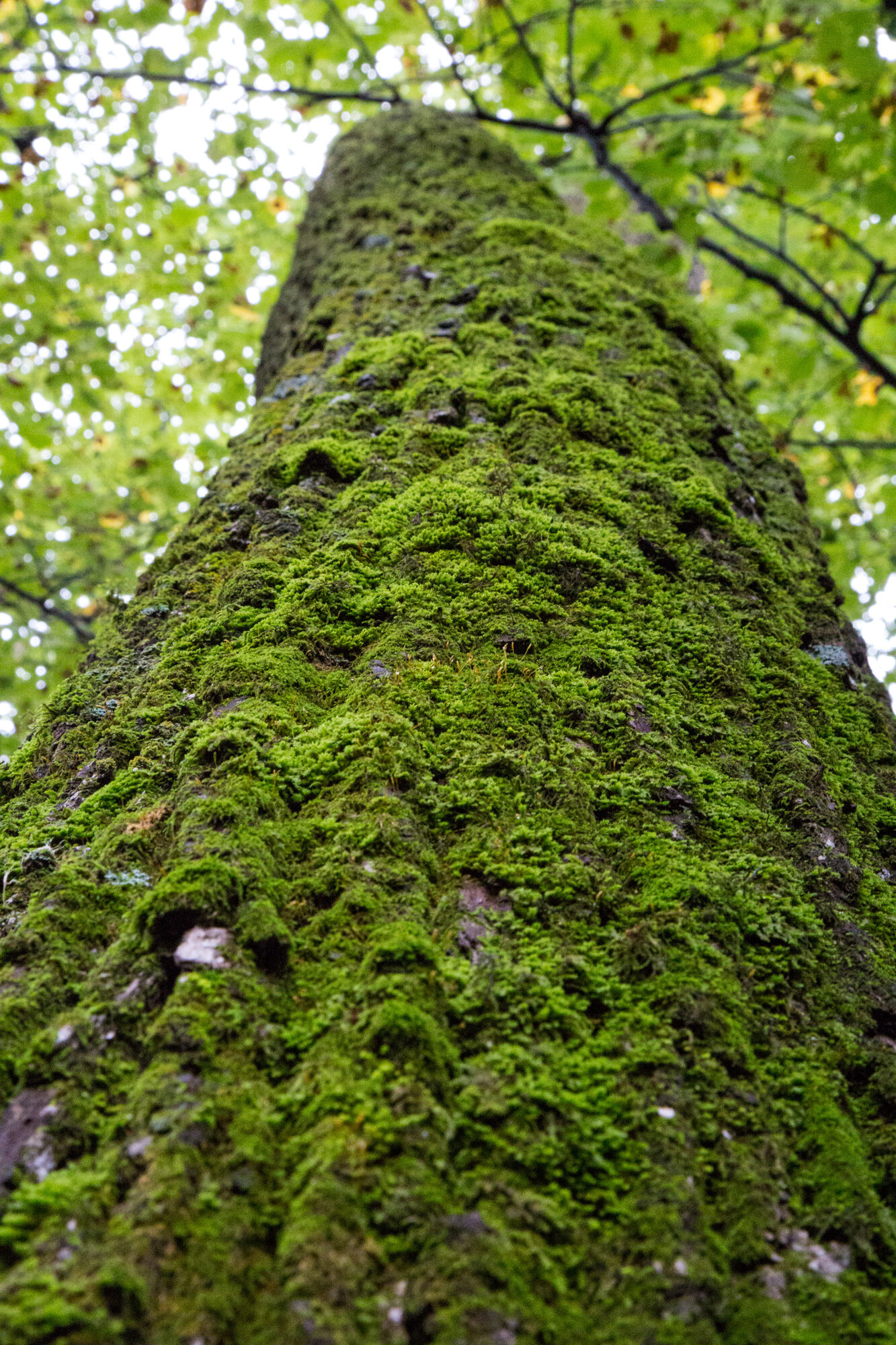 Ramsey Park Redwood Falls 9 Looking up along the side of a tall tree that is covered in a green velvety moss texture all of the way up the tree.
