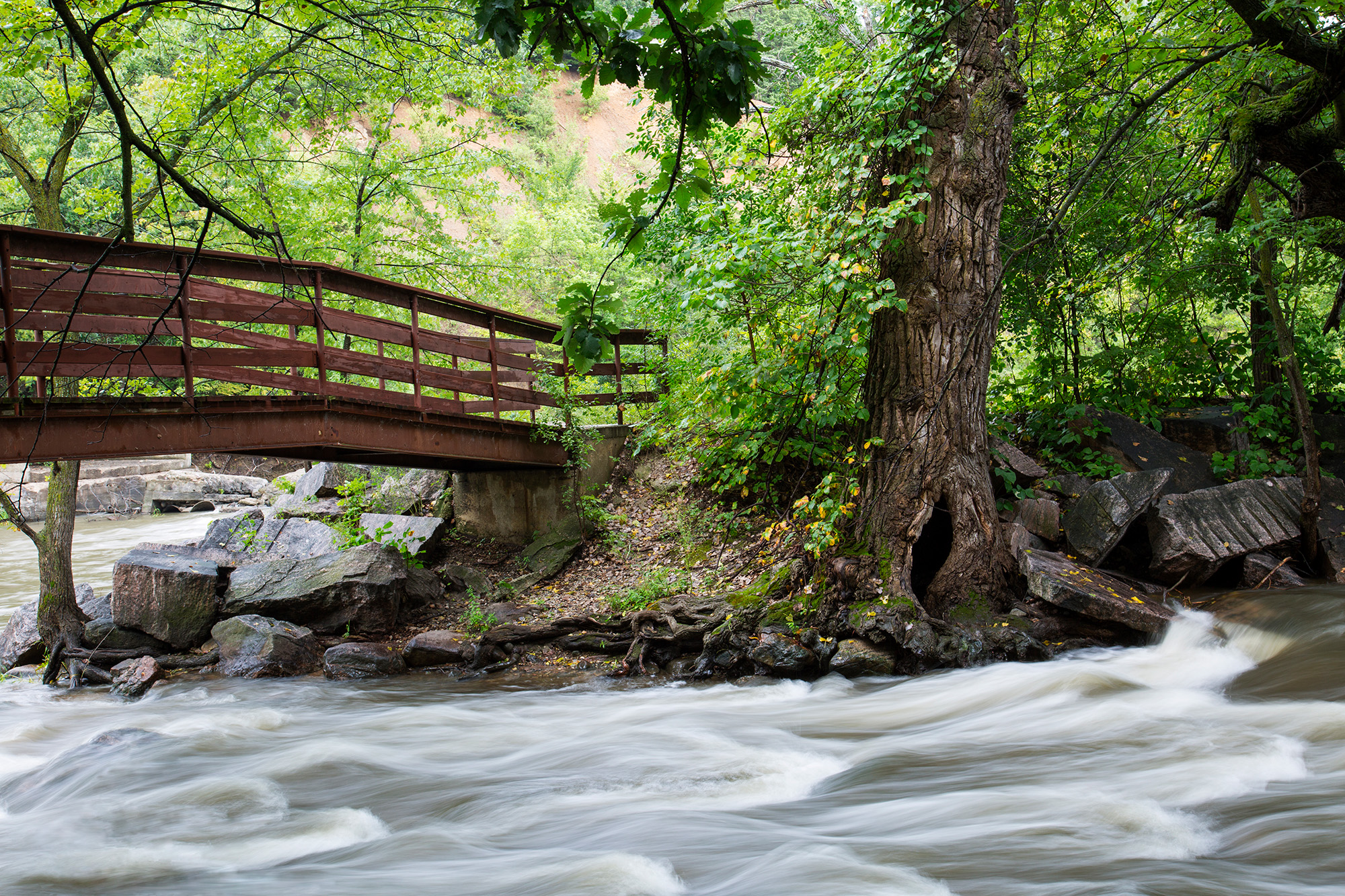 Ramsey Park Redwood Falls 11 Wood foot bridge going across the Redwood River with smooth white rushing water underneath, and a tall tree with a large hole at the bottom.